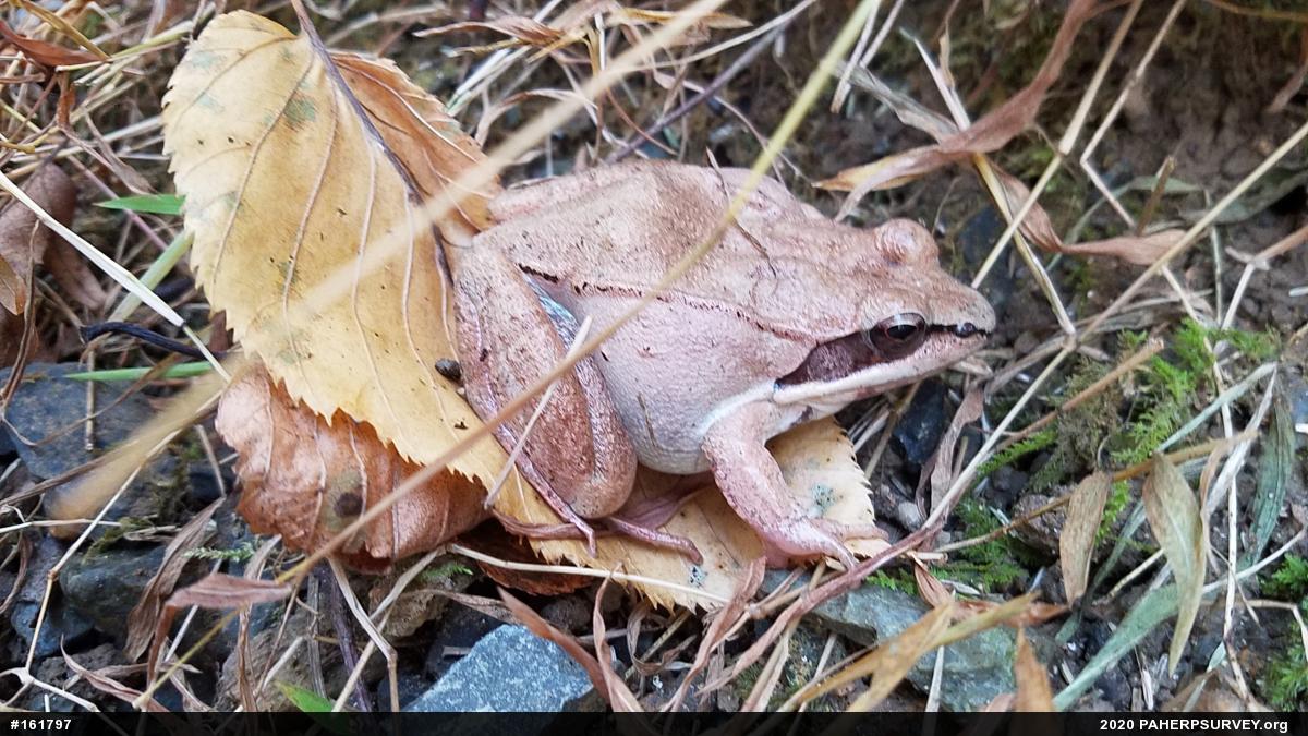 Wood Frog