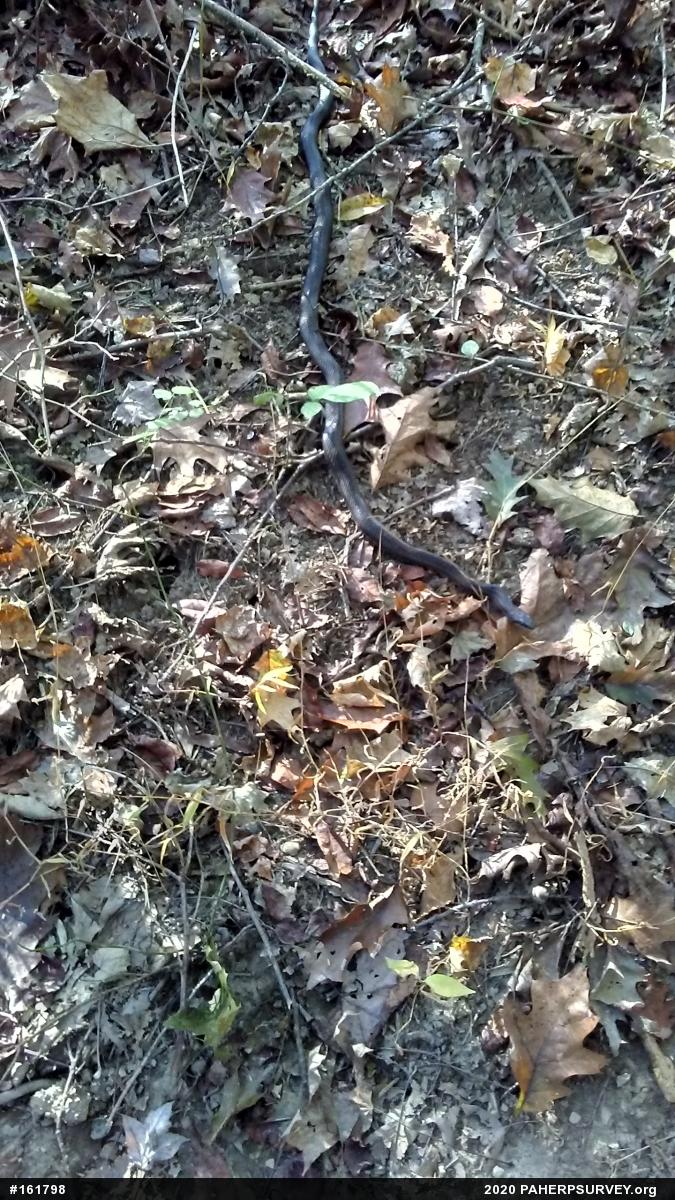 Eastern Ratsnake