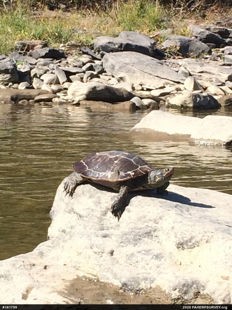 Northern Map Turtle