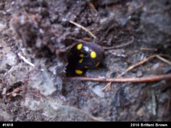 Spotted Salamander