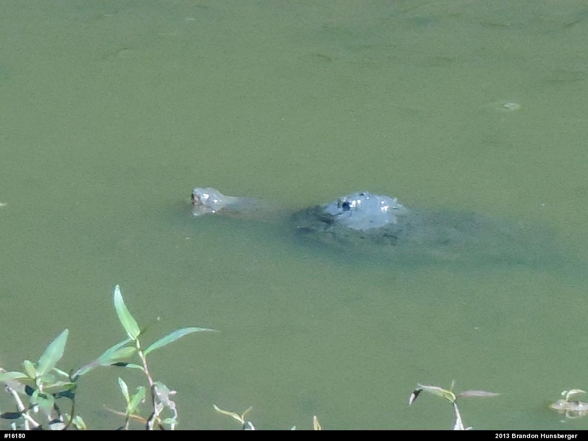 Snapping Turtle