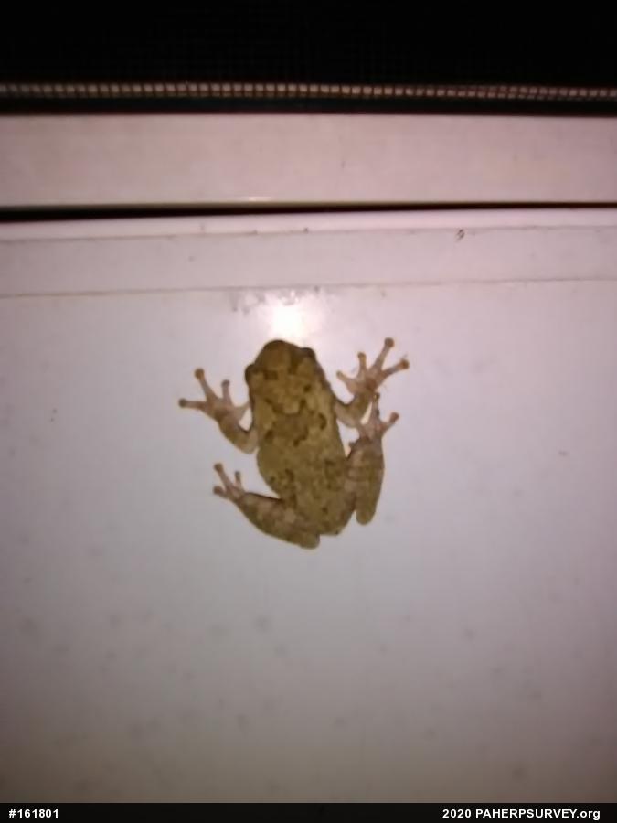 Unknown Gray Treefrog