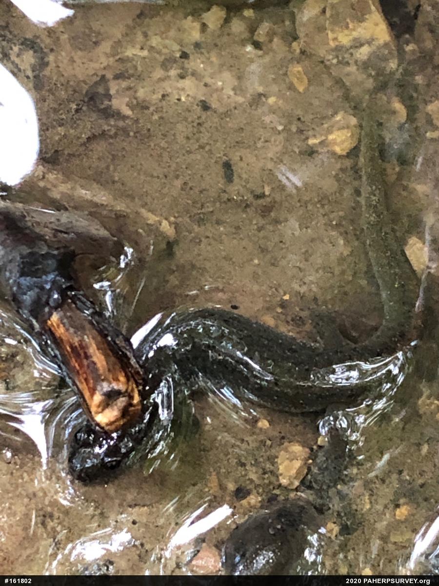 Northern Dusky Salamander
