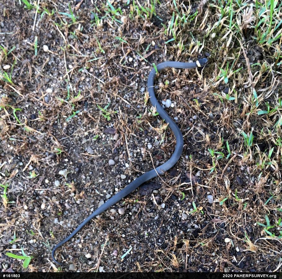Northern Ring-necked Snake