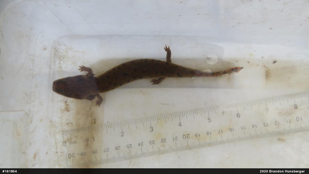 Common Mudpuppy
