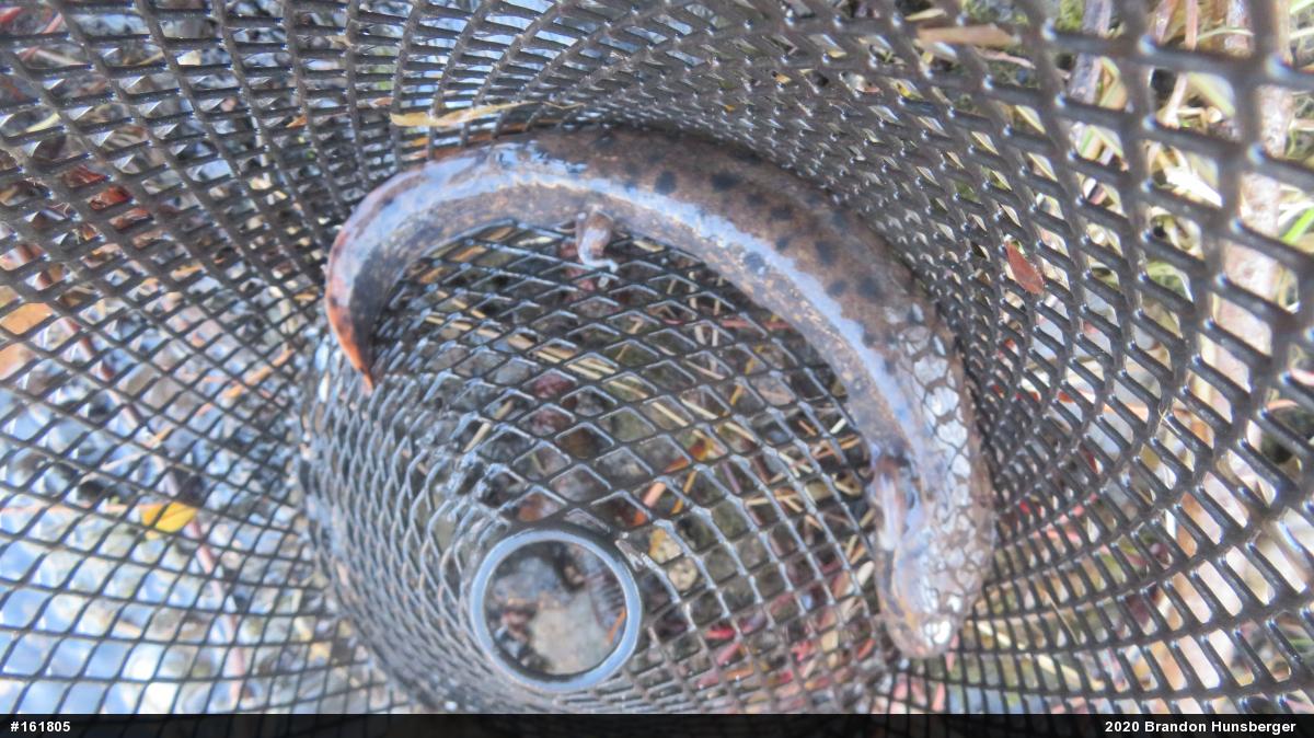 Common Mudpuppy