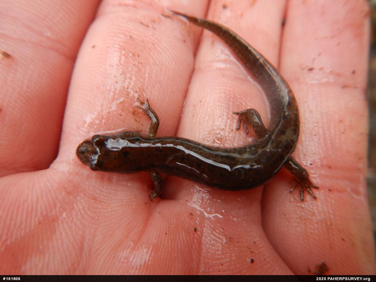 Northern Dusky Salamander