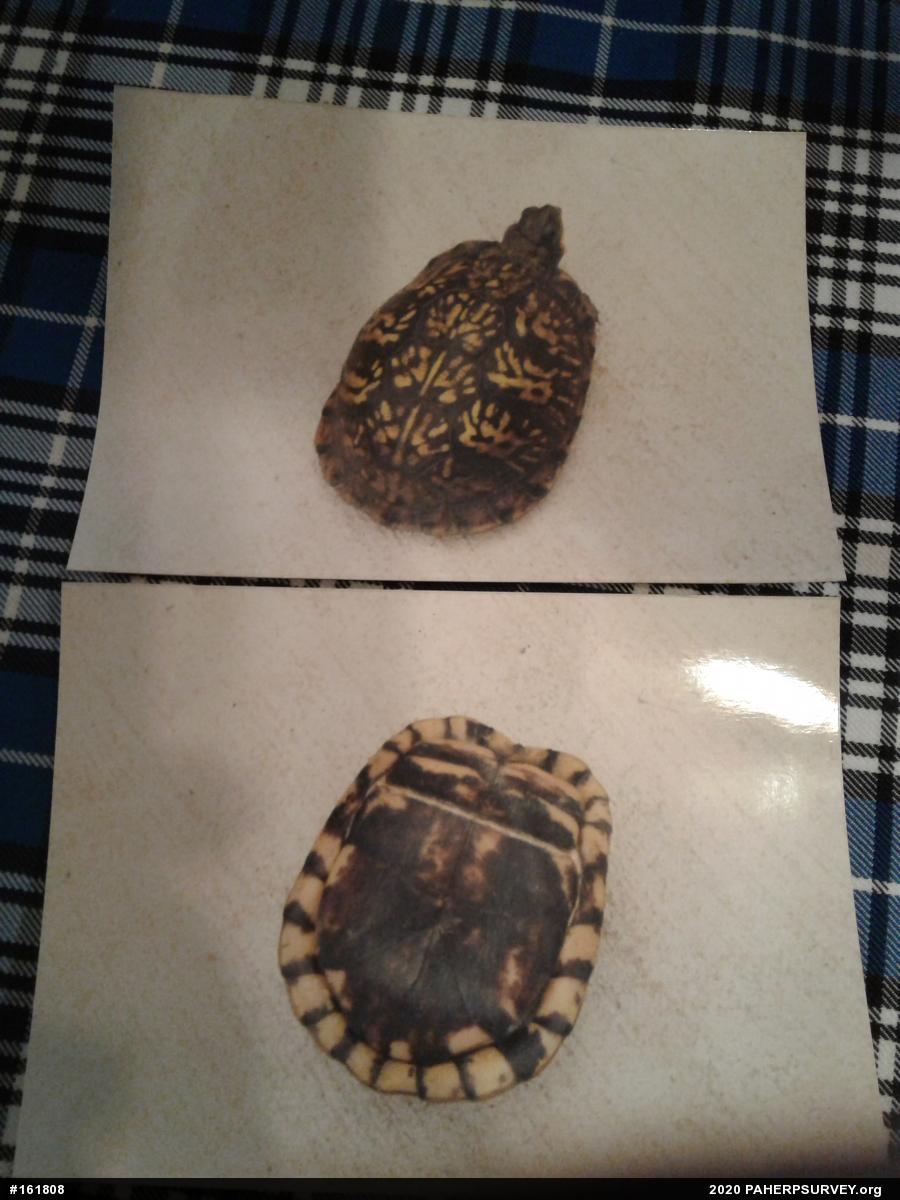 Eastern Box Turtle