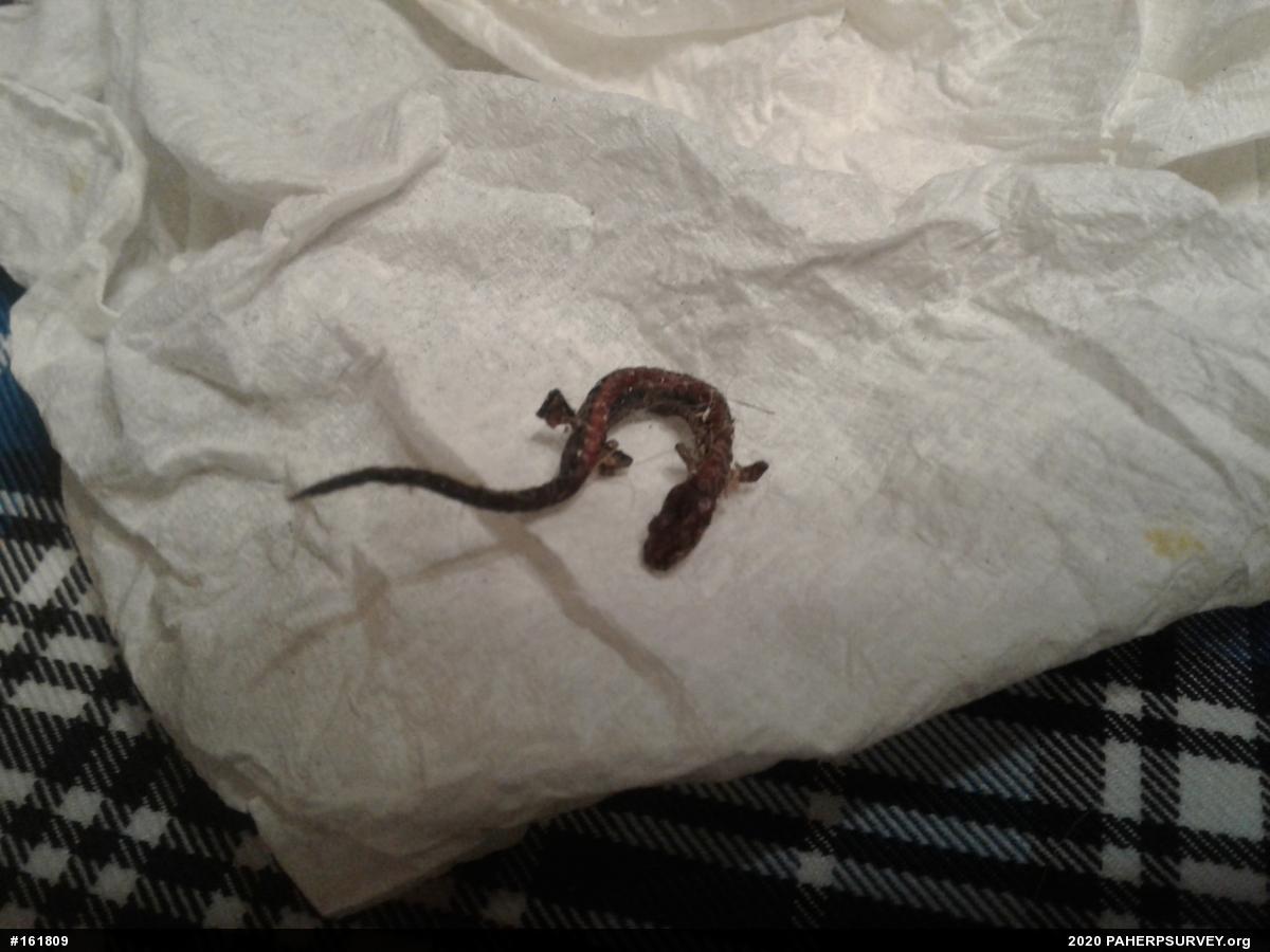 Eastern Red-backed  Salamander