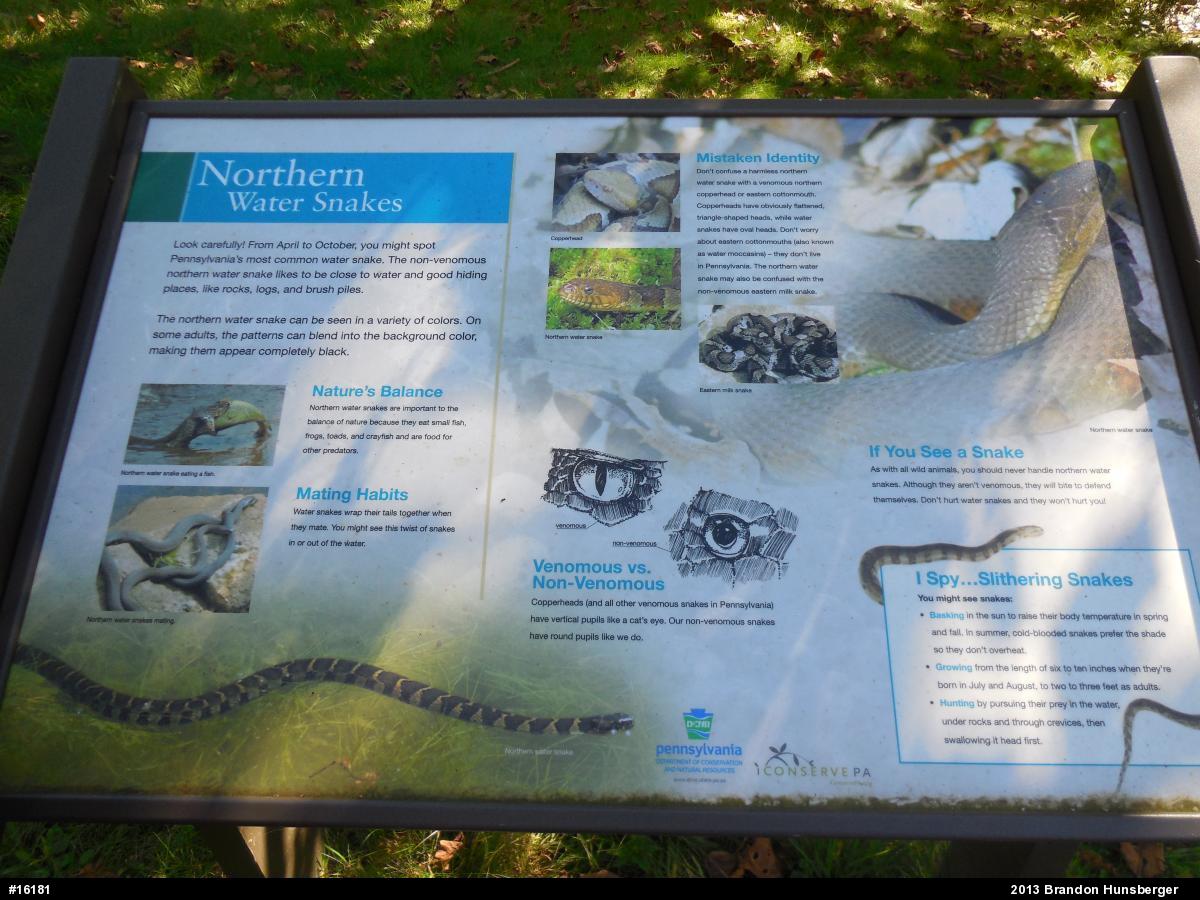 Northern Watersnake