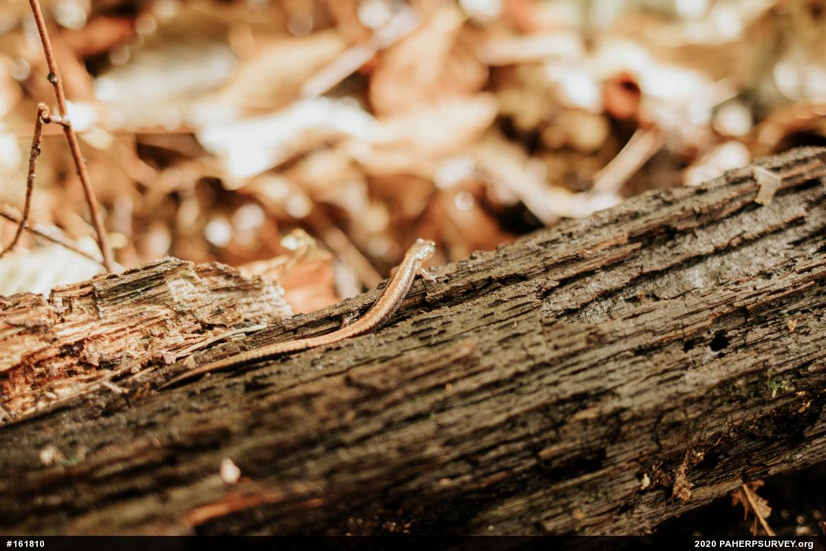 Eastern Red-backed  Salamander