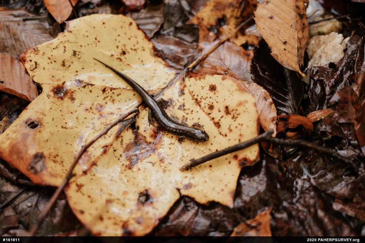 Northern Dusky Salamander