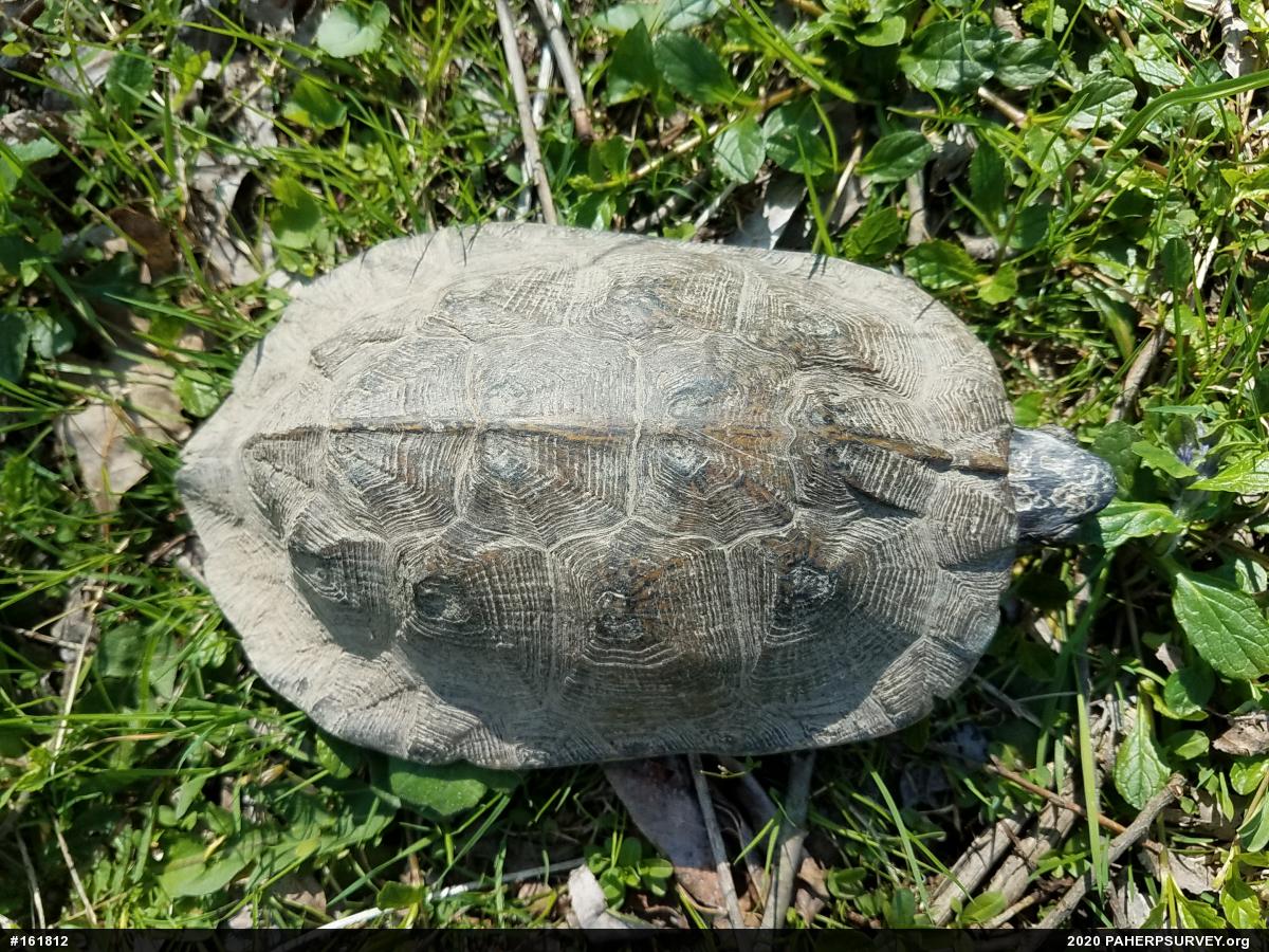 Wood Turtle