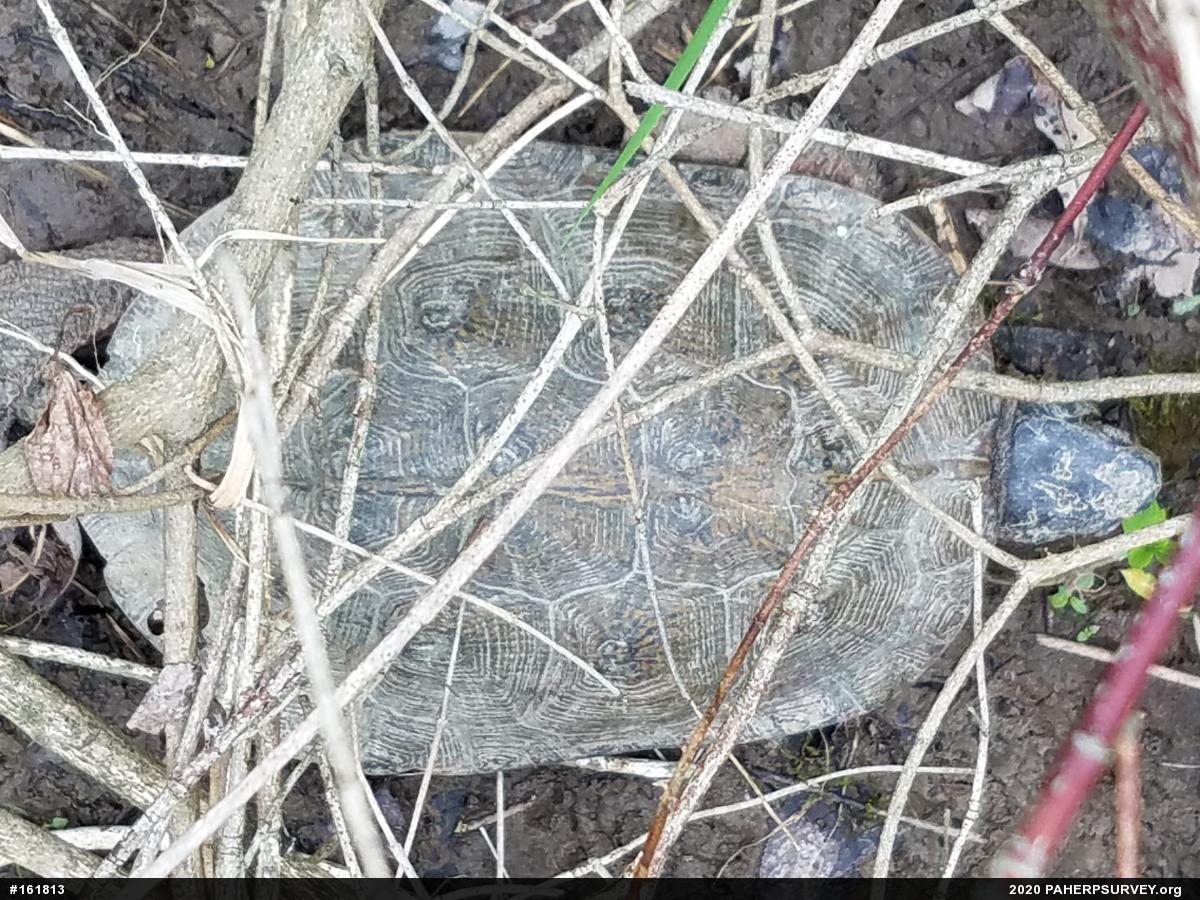 Wood Turtle