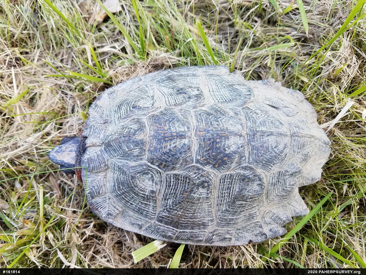 Wood Turtle