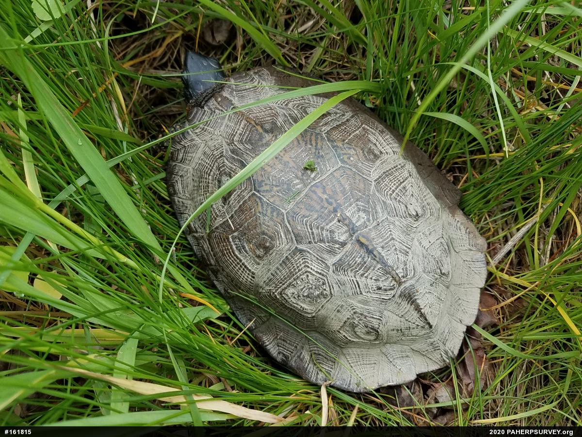 Wood Turtle