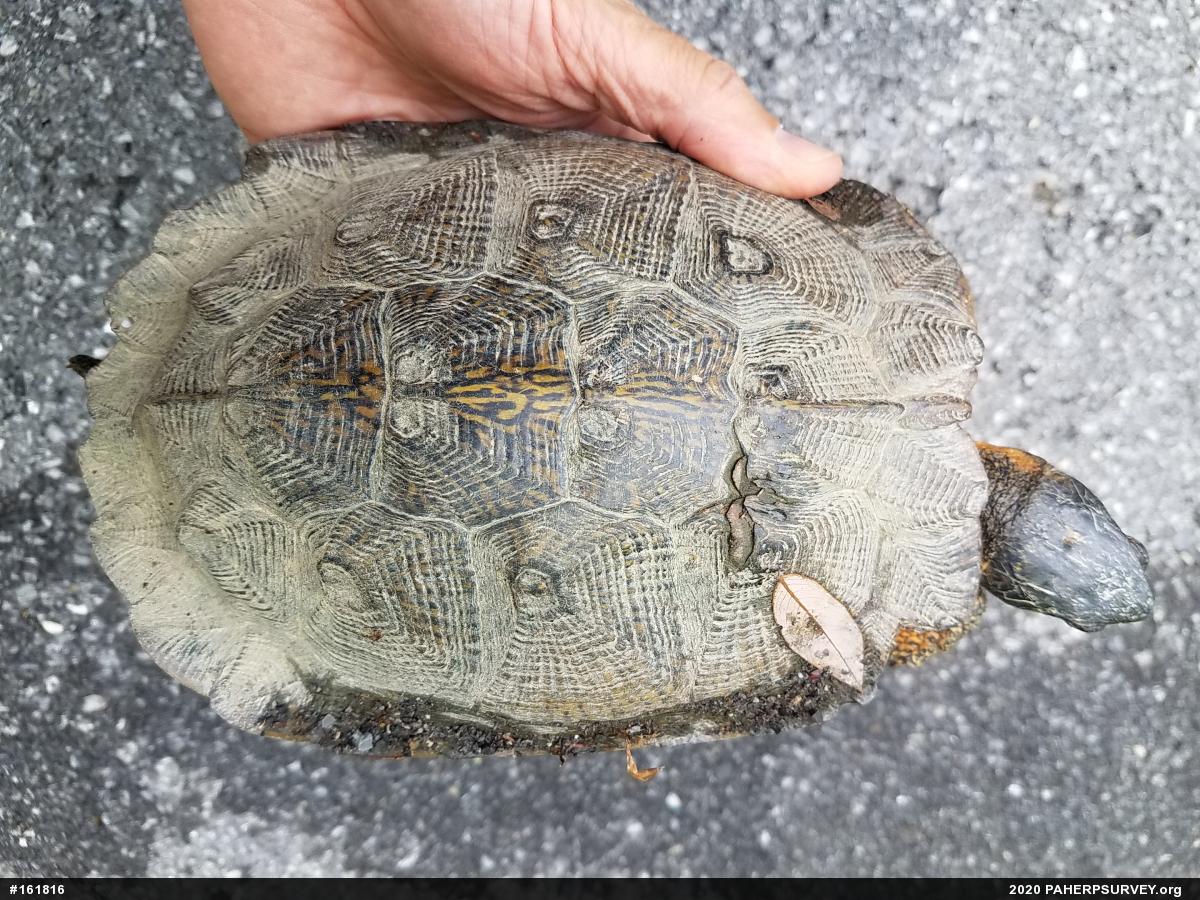 Wood Turtle