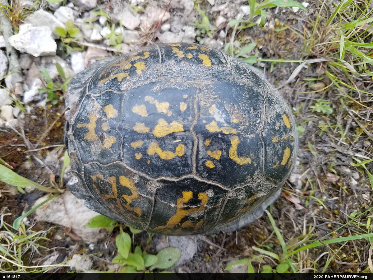 Eastern Box Turtle