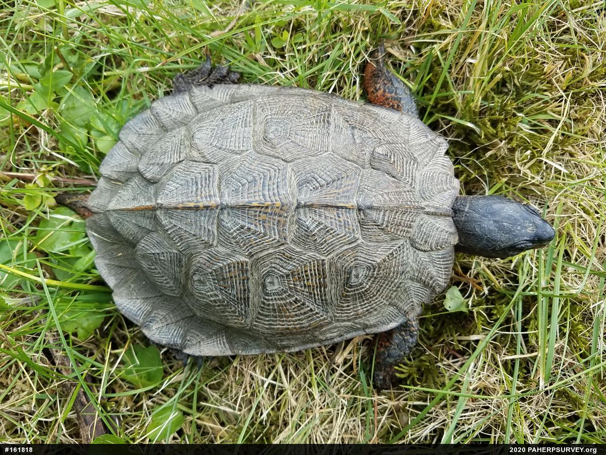 Wood Turtle
