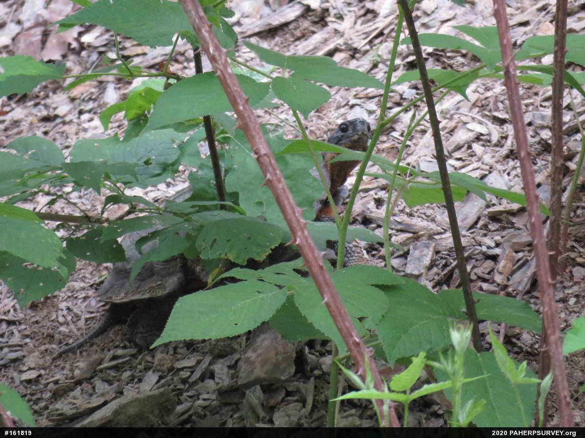 Wood Turtle