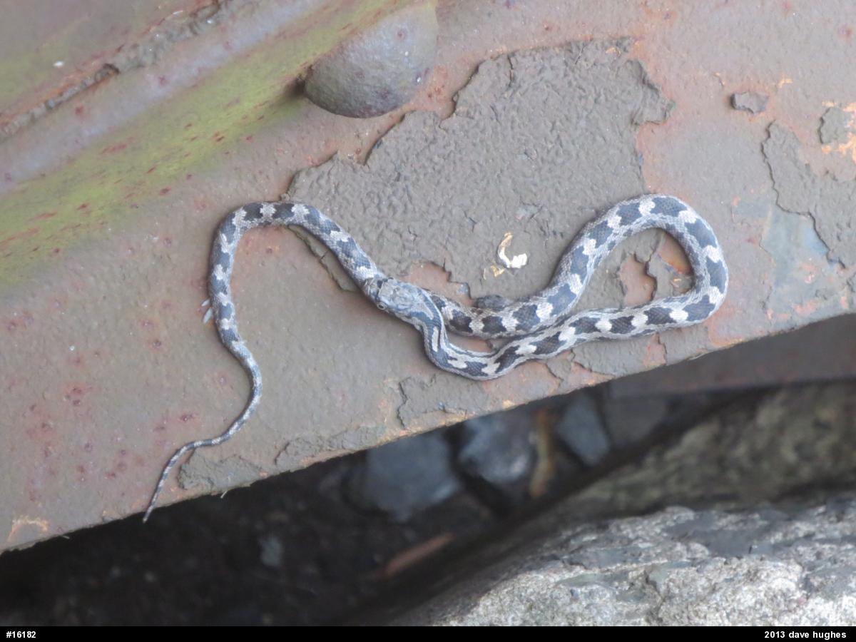 Eastern Ratsnake