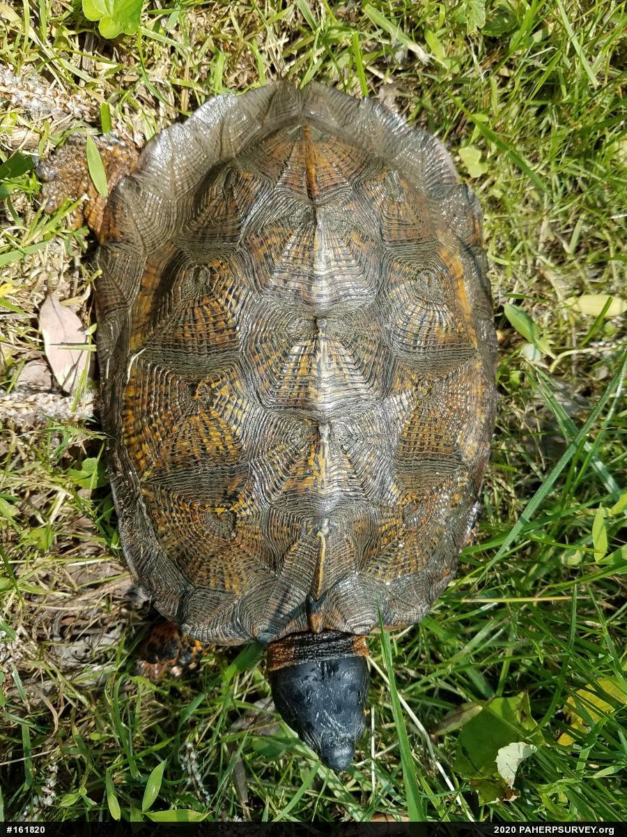 Wood Turtle