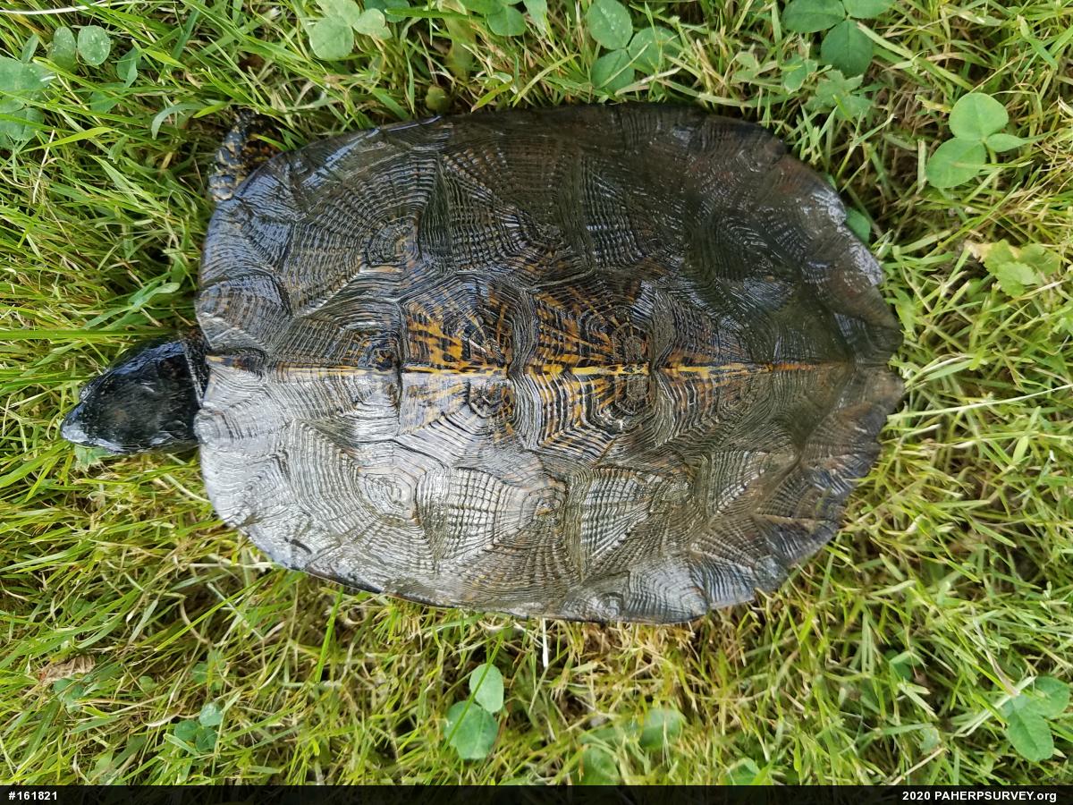 Wood Turtle
