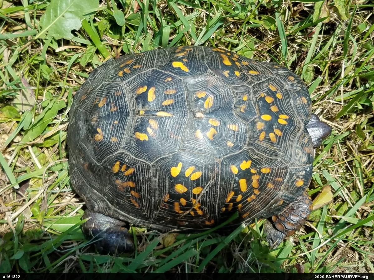 Eastern Box Turtle