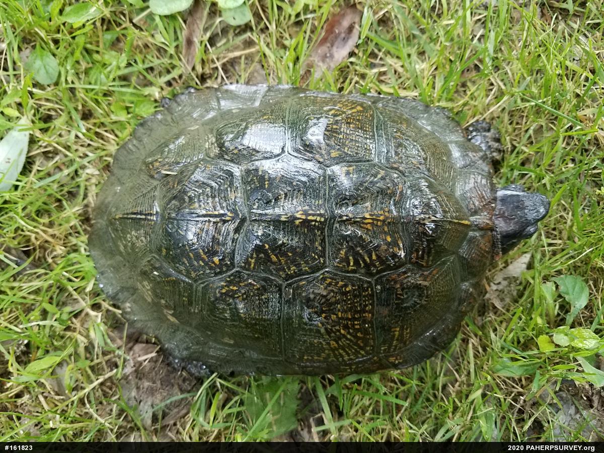 Wood Turtle