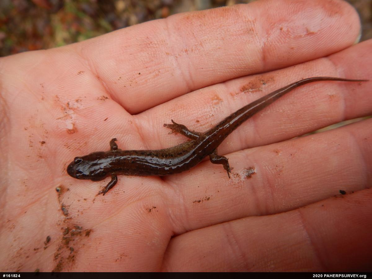 Northern Dusky Salamander