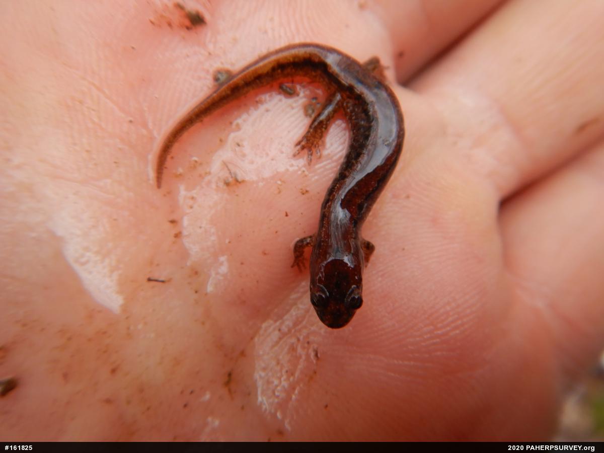 Northern Dusky Salamander