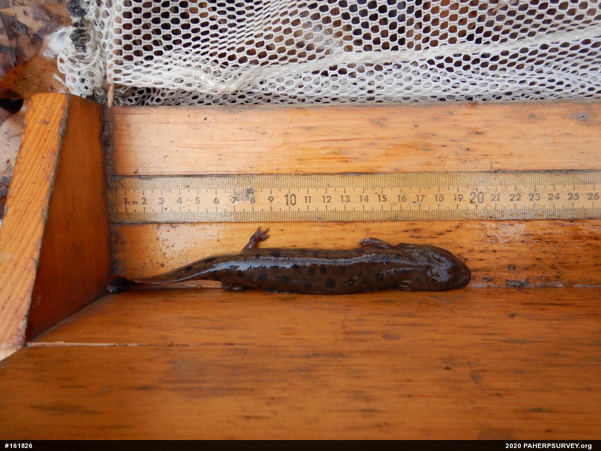 Common Mudpuppy