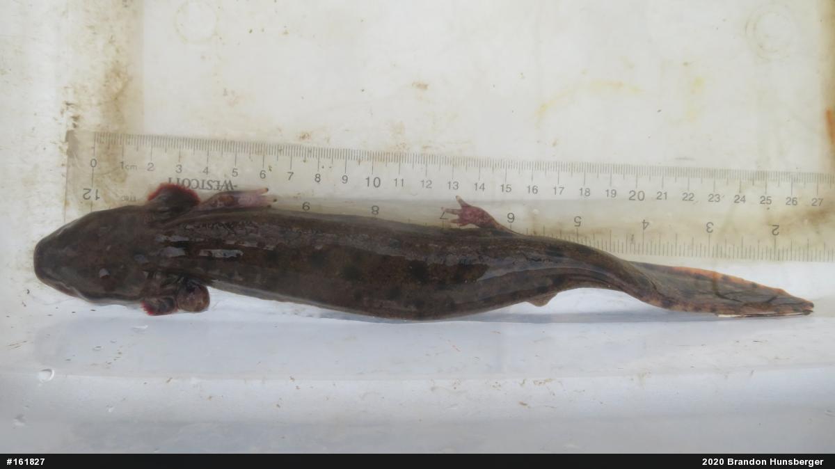 Common Mudpuppy