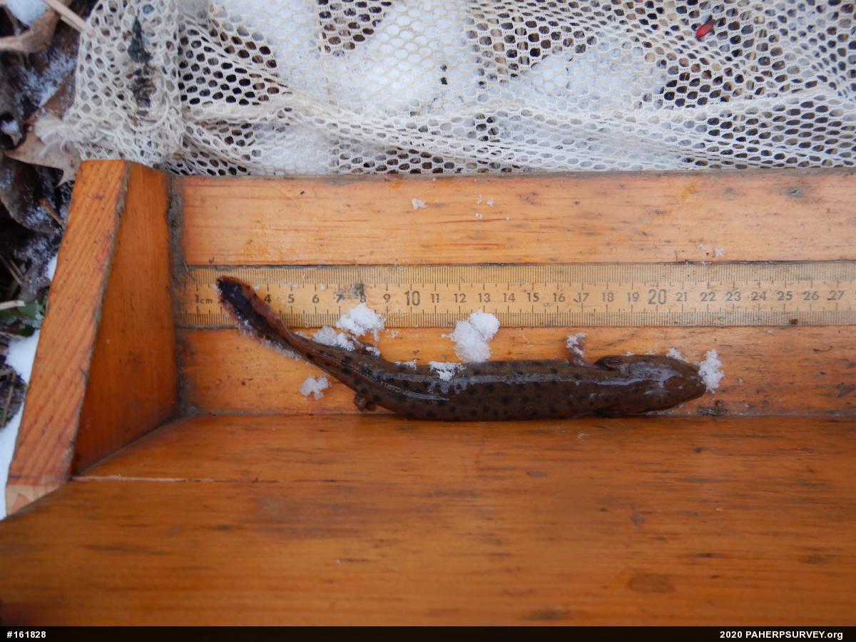 Common Mudpuppy