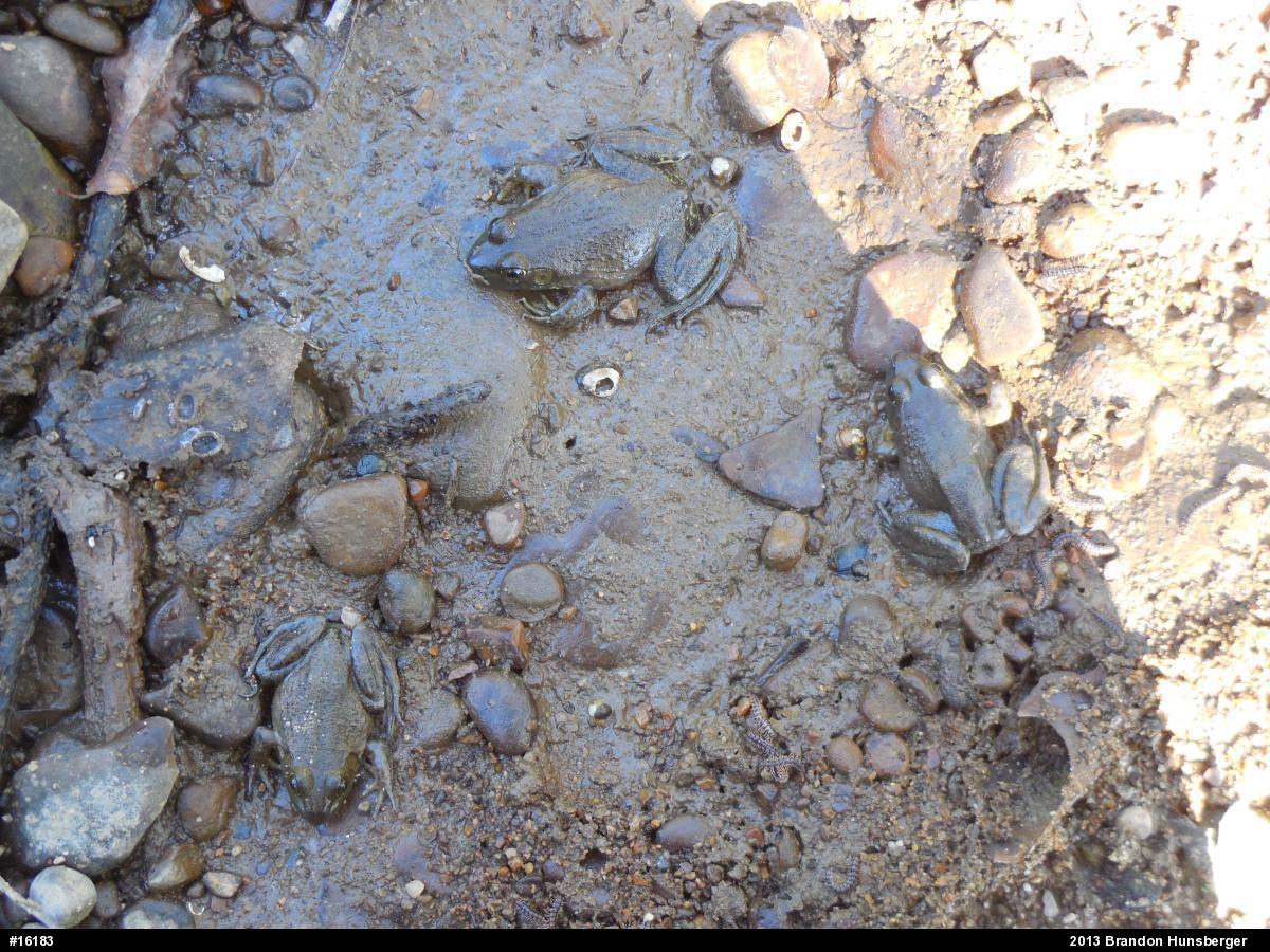 American Bullfrog