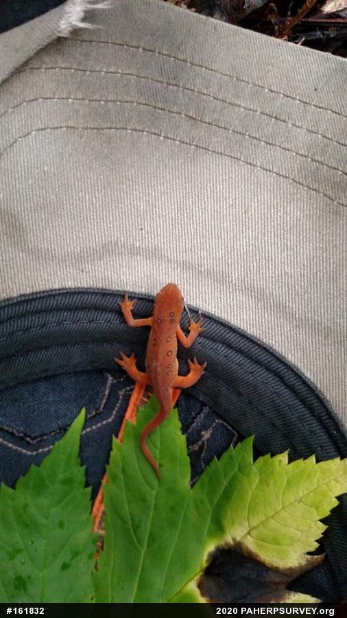 Red-spotted Newt