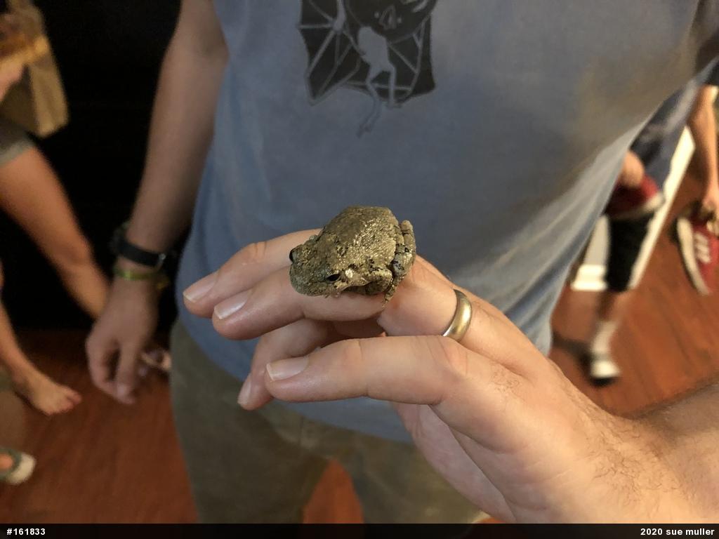 Unknown Gray Treefrog