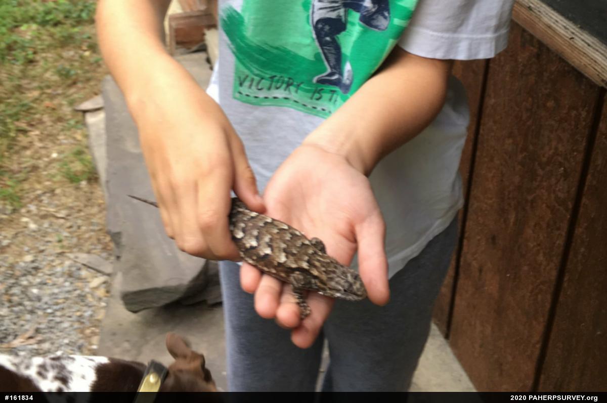 Eastern Fence Lizard