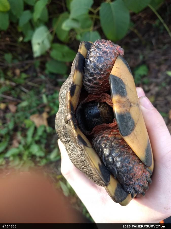 Wood Turtle