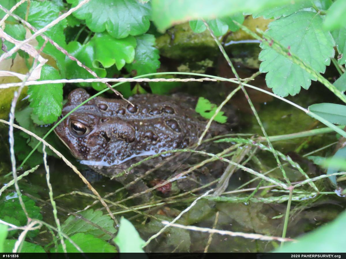 Eastern American Toad
