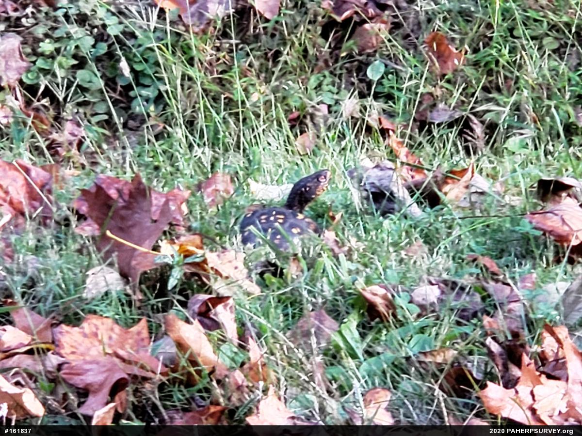 Eastern Box Turtle