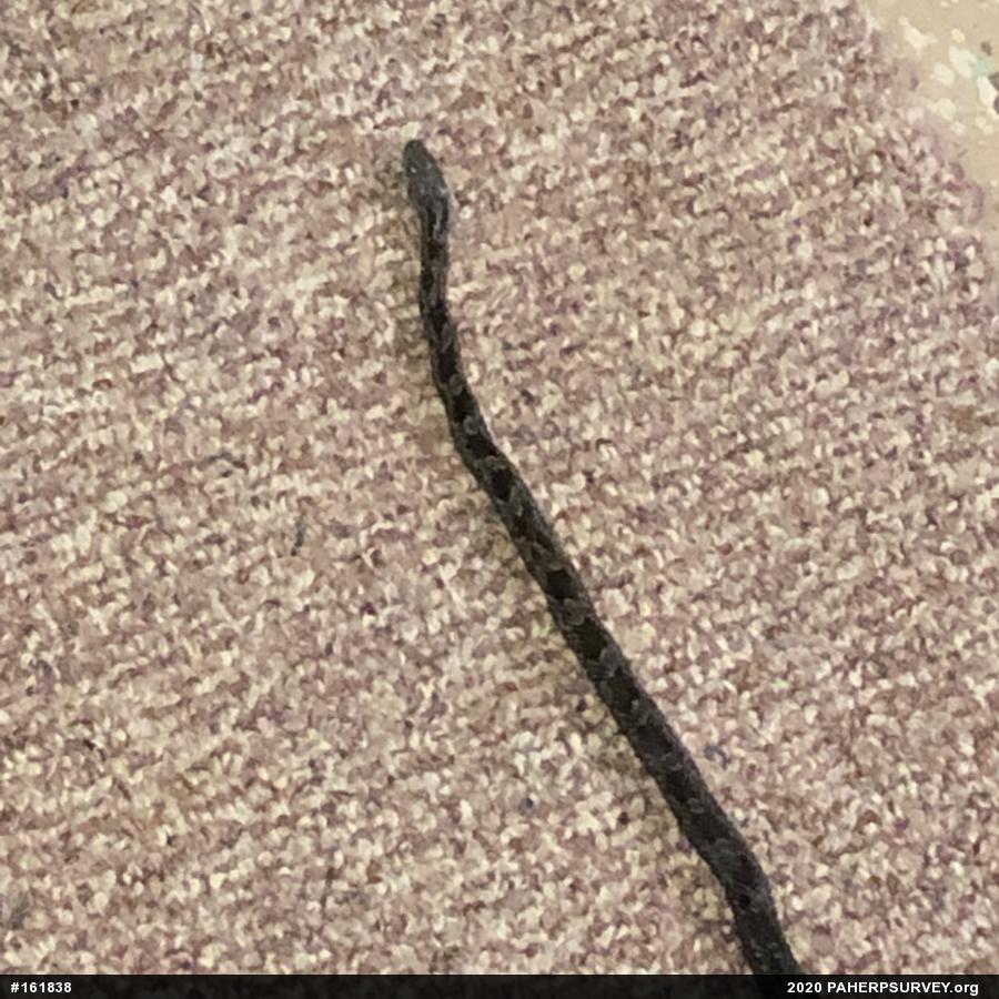 Eastern Ratsnake