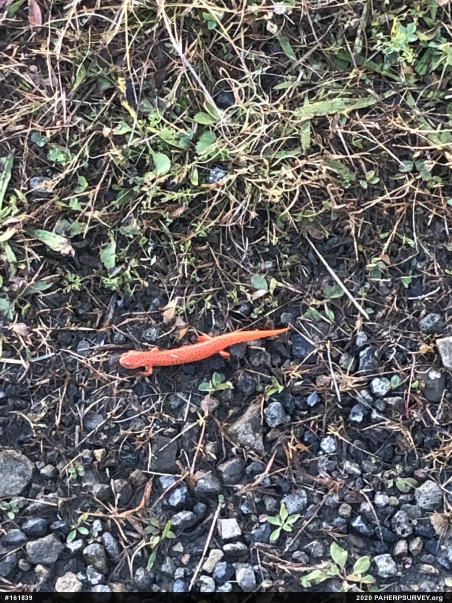 Northern Red Salamander