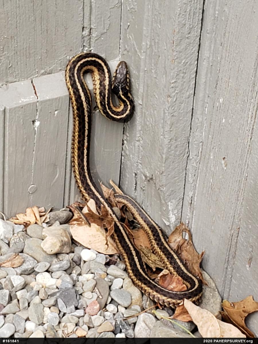 Eastern Gartersnake