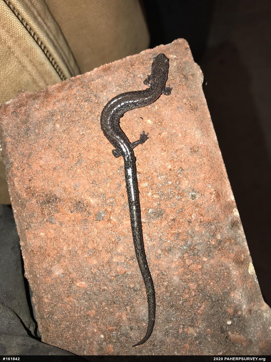 Northern Ravine Salamander