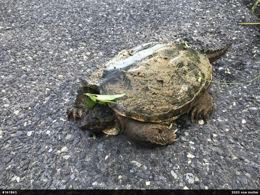 Snapping Turtle