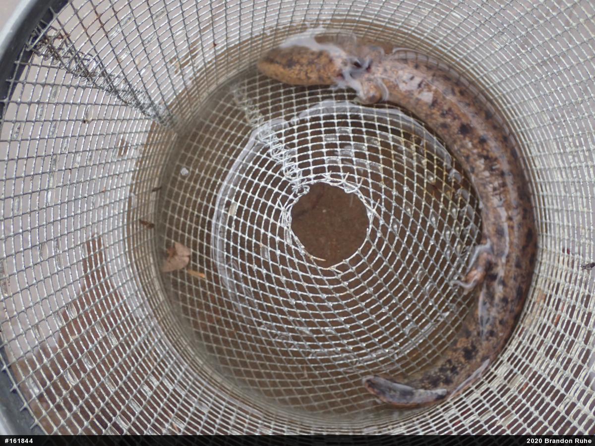 Common Mudpuppy