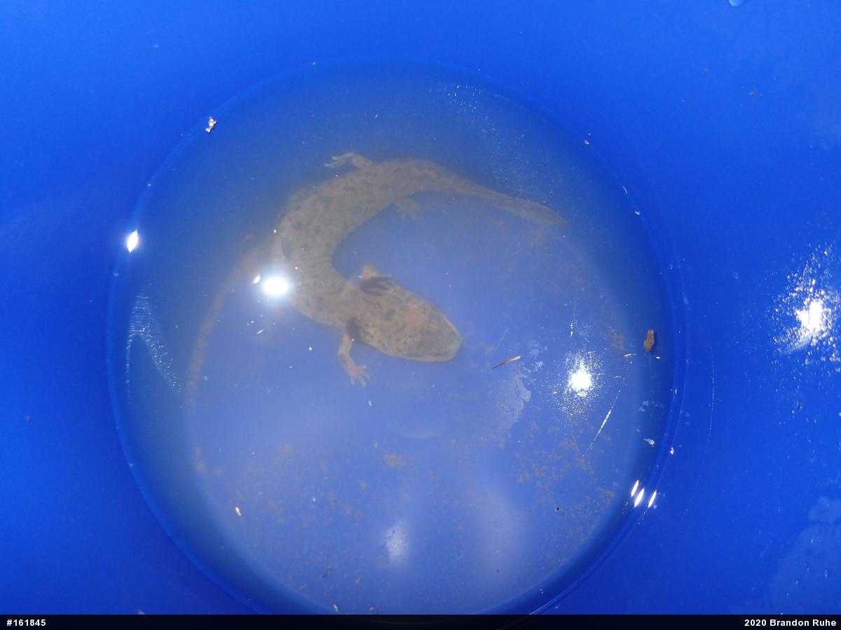 Common Mudpuppy