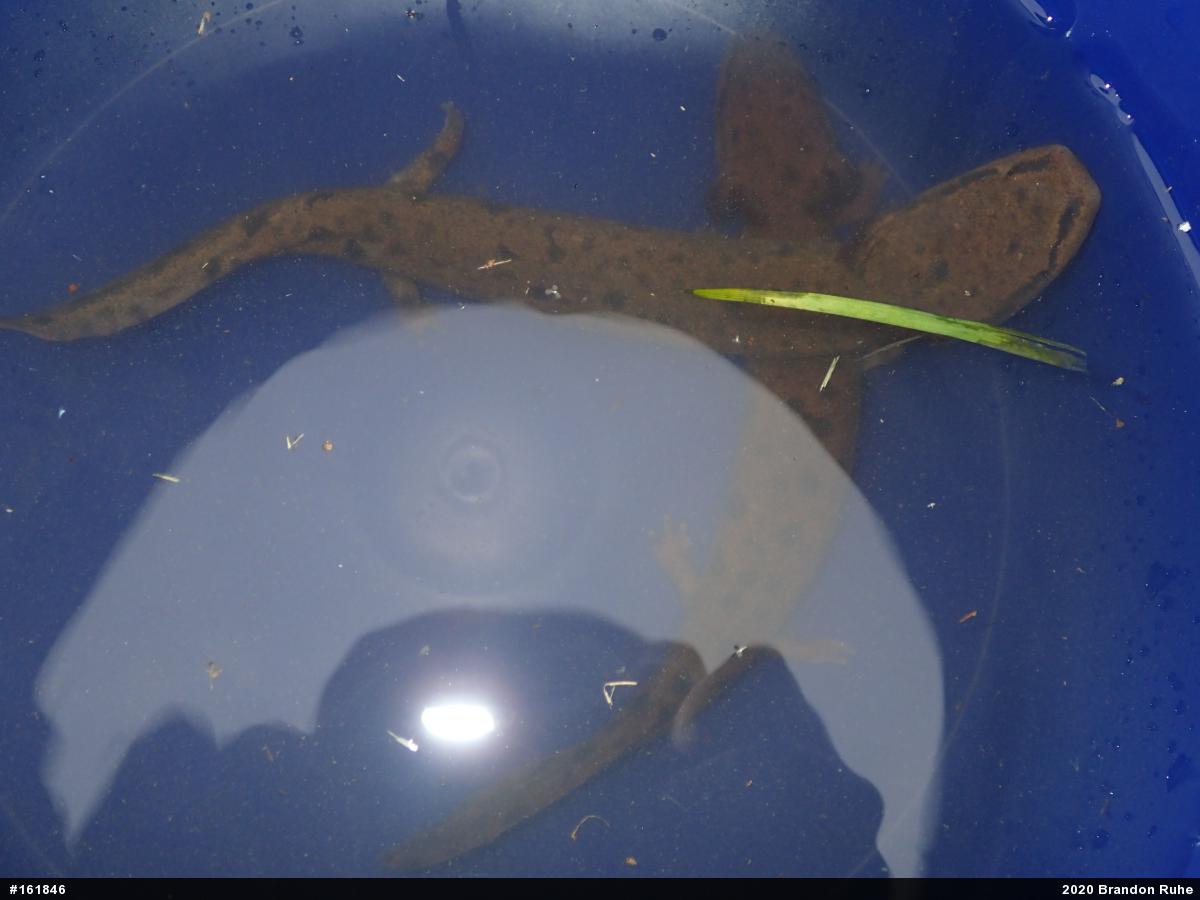 Common Mudpuppy
