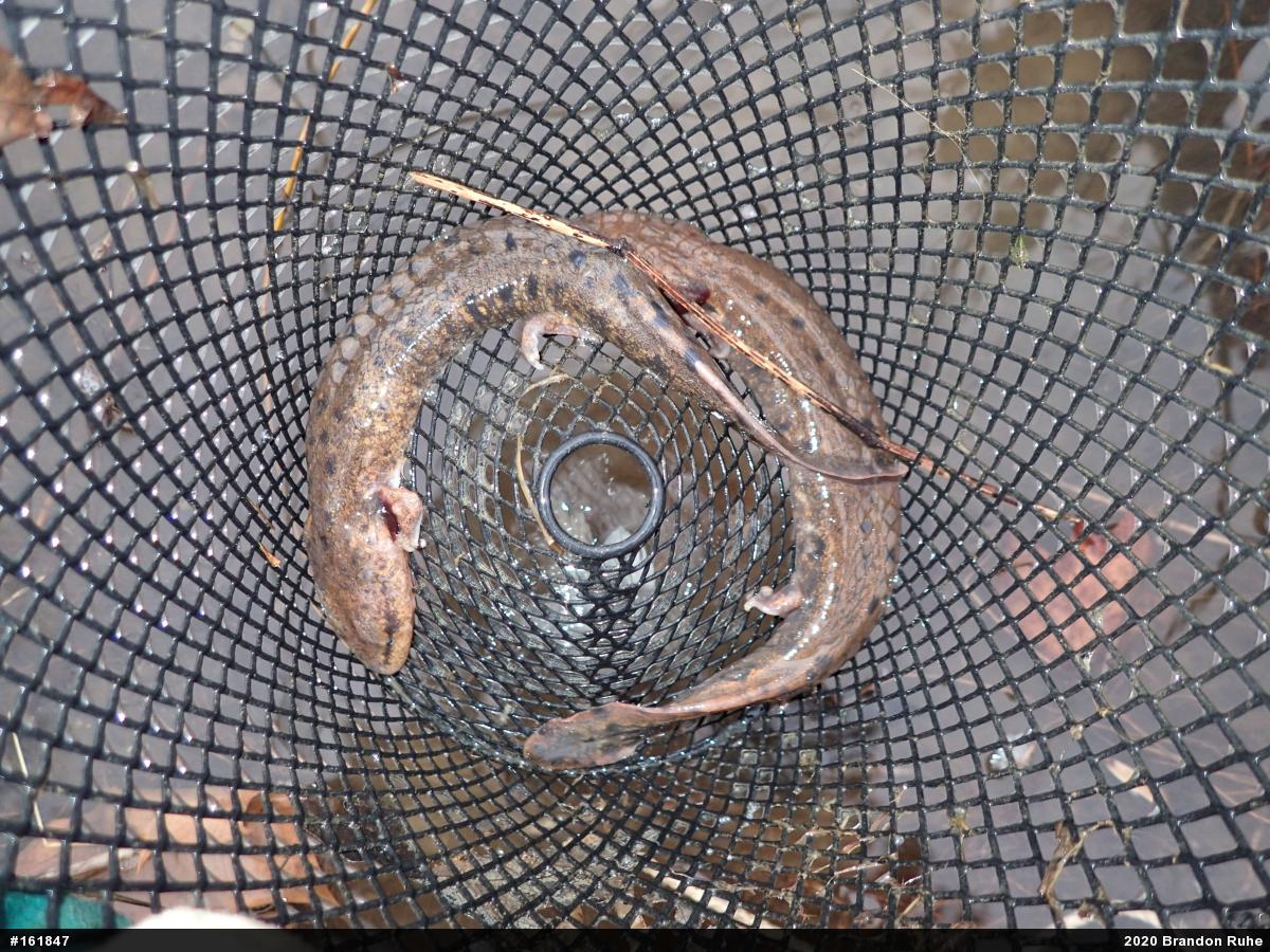 Common Mudpuppy